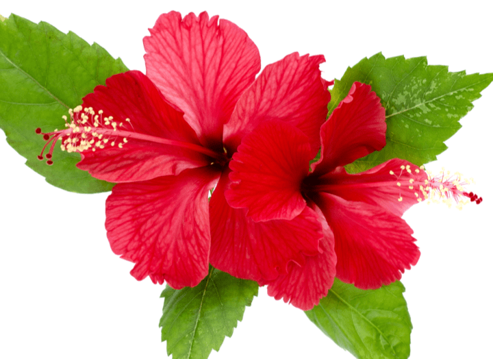 Flush Factor Ingredient Hibiscus Sabdariffa Flower Extract